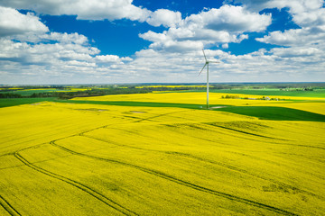 Flying above yellow rape fields with blue sky, Poland