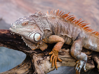 Huge adult iguana resting in the zoo's terrarium