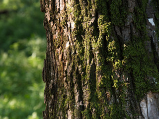 Obraz premium Close up from a fine tree in orung royal tombs park heritage of gyeongju korea