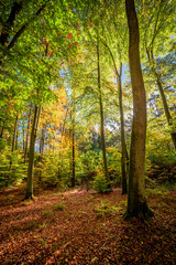 Brown and green forest in the fall, Europe