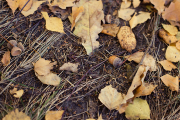 autumn leaves on ground