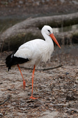 Elegant white stork. Wild animal in the autumn nature.