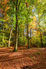 Fototapeta na wymiar Sunny and amazing forest in the fall, Europe