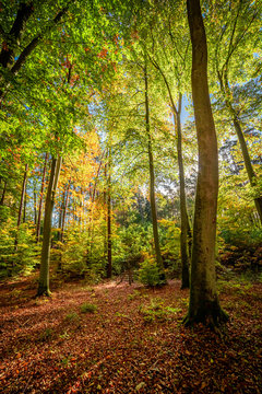 Brown and green forest in the fall, Europe © shaiith