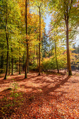 Colorful and amazing forest in the autumn, Europe