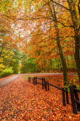 Obraz premium Colorful and amazing forest in the autumn, Poland