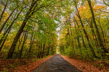 Stunning and colorful path in the forest, Europe
