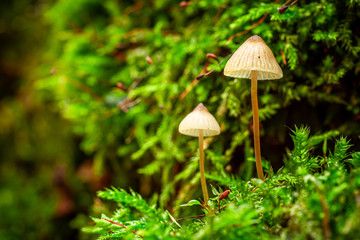 Wonderful wild mushrooms growing on green moss
