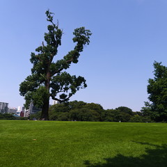 tree in the field