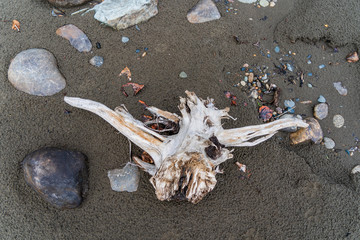 driftwood