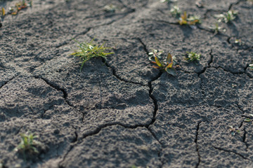 Dry cracked ground with growing green plants.