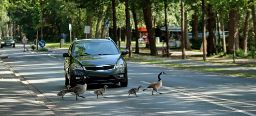 Gänse im Marschformation