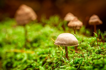 Amazing wild mushrooms growing on green moss