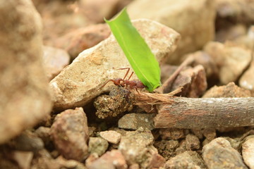 Hormiga Cortadora de hoja