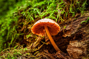 Colorful wild mushrooms in the green forest