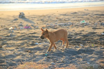 dog on the beach