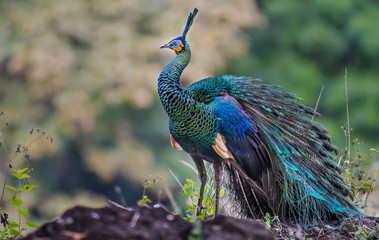 Obraz premium The peacock on the rock in the green forest.