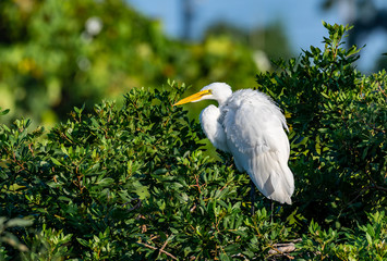 Great white egret perched on a branch in his natural habitat in Florida