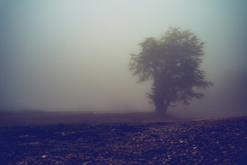 One tree alone on the horizon on a mountain range misty fog rainy moody day