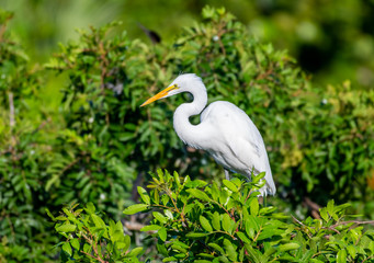 Great white egret perched on a branch in his natural habitat in Florida
