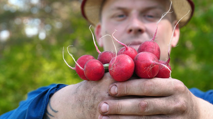 The portrait guy the farmer in a straw hat, robe (shirt) raises dirty (clean) hands from the ground raising and demonstrates radish in the hands. Concept of: Farmer, Slow Motion, Bio product.