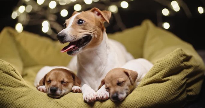 Cute jack russel dog lying laying with her little puppies which are sleeping tightly with atmospheric lights on background - christmas spirit close up 4k