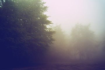 Misty fog rainy day on the mountain range moody trees