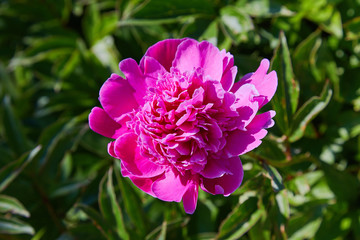Dark pink or magenta peonies in the garden. Dark pink peony macro photo. Closeup of magenta peonies in the garden. Selective focus. Shallow depth of field.