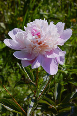 Pink peonies in the garden. Pink peony macro photo. Closeup of pink peonies in the garden. Selective focus. Shallow depth of field.