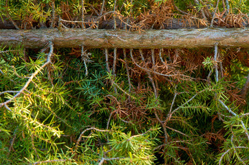 fallen, dying coniferous tree