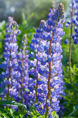 Blue lupine (Lupinus, lupin) flower Blooming in the meadow. Lupins in full bloom.