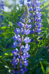 Blue lupine (Lupinus, lupin) flower Blooming in the meadow. Lupins in full bloom.