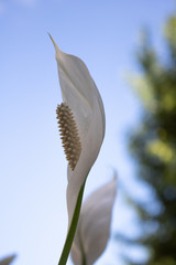 Natureza