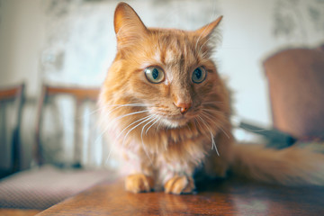 Red Cat Closeup