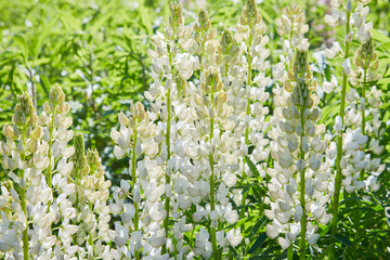 Fototapeta premium White lupine (Lupinus, lupin) flower Blooming in the meadow. Lupins in full bloom.