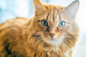 Red Cat Closeup