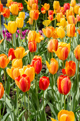 Yellow red varietal tulips, background wallpaper vertical photo. Beautiful flowers strict tulips smooth heads of flowers bloom petals leaves