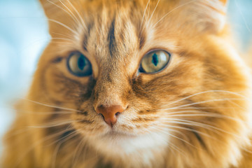 Red Cat Closeup