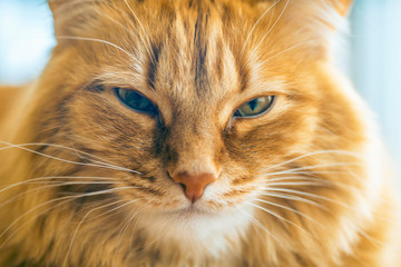 Red Cat Closeup