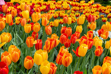 A group of yellow red varietal tulips bloom , background wallpaper horizontal photo. Beautiful flowers strict tulips smooth heads of flowers petals leaves