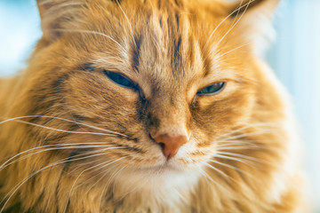 Red Cat Closeup
