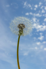 Fluffy dandelion seeds against the blue sky. Air dandelion, wild flowers ripened seeds Ripe fluffy white dandelion with seeds