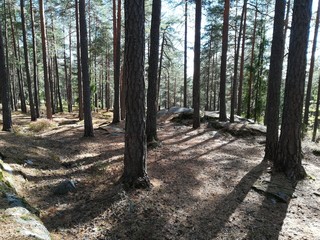Las iglasty w słoneczny dzień © Angelika