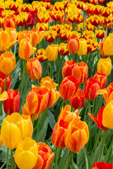 A group of yellow red varietal tulips bloom , background wallpaper. Beautiful flowers strict tulips smooth heads of flowers petals leaves