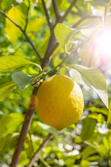 Ripe lemon fruit hanging on a branch, sun flare. Yellow fruit lemon citrus lime natural fresh with leaves. Lemon Tree Fruits