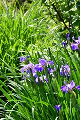 Violet iris flowers blooming on the garden background.
