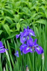 Violet iris flowers blooming on the garden background.