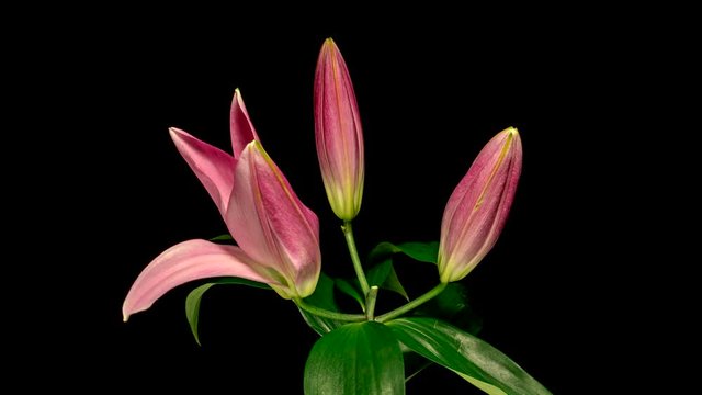Time-lapse of pink lily flower blooming and opening on black background