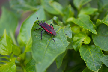 insecto