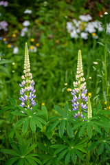 Blooming lupine flowers. Violet lupins in meadow.